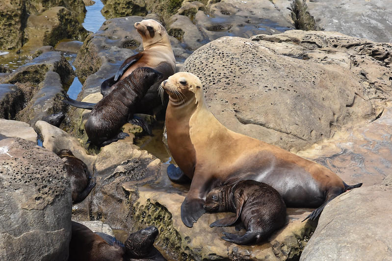 La Jolla Cove