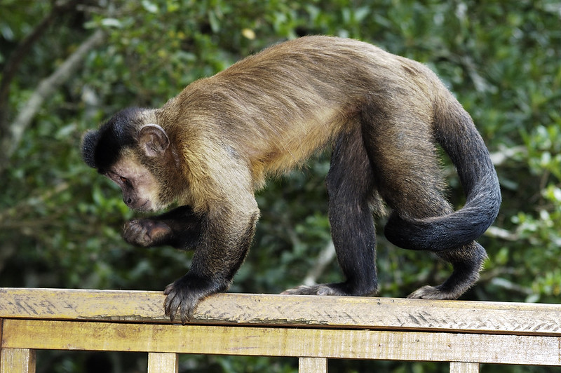 Monkeyland & Birds of Eden, South Africa