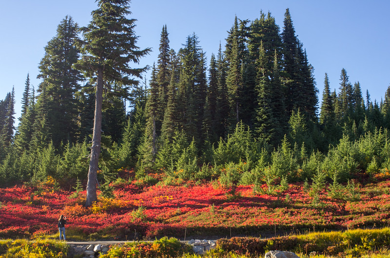 Mount Rainier National Park