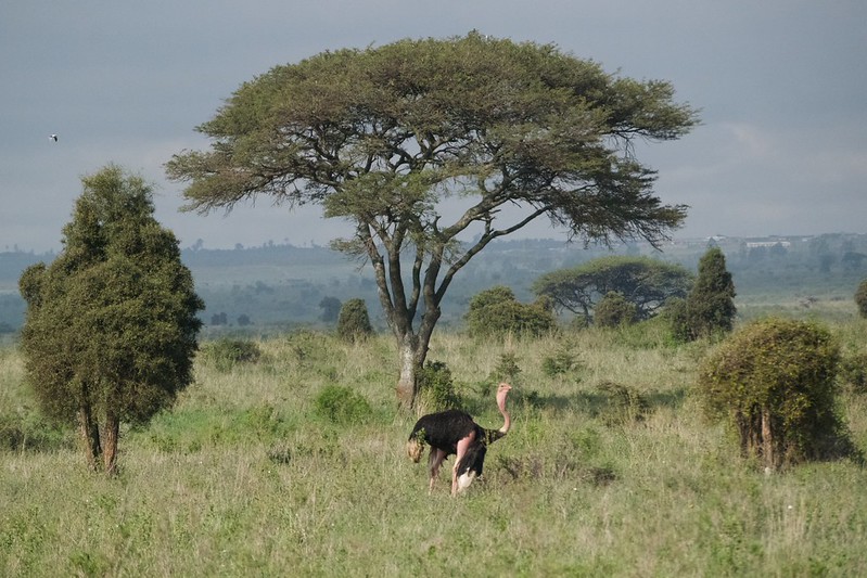 Nairobi National Park