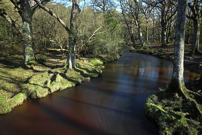 New Forest, England