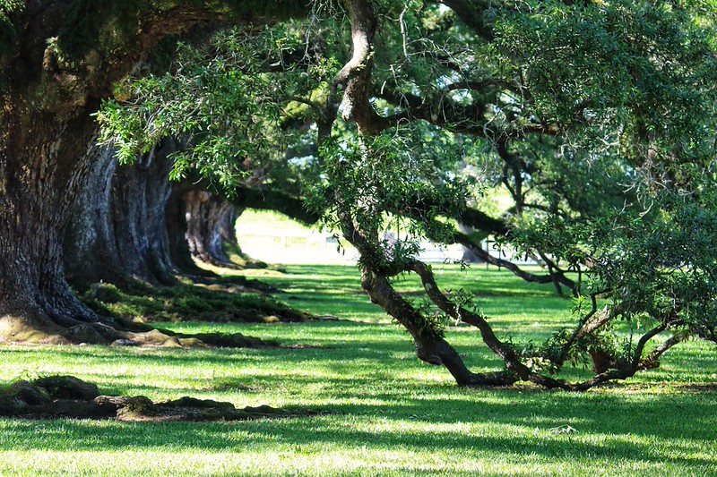 Oak Alley Plantation