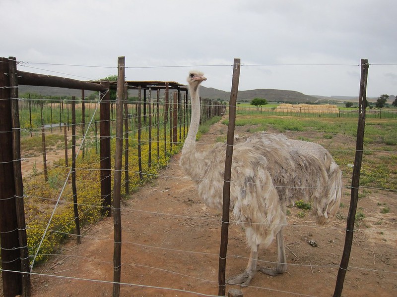 Oudtshoorn, South Africa