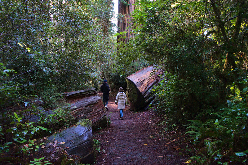 Redwood National Park