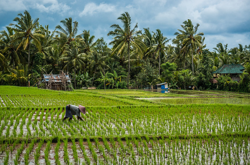 Rice Fields, Ubud