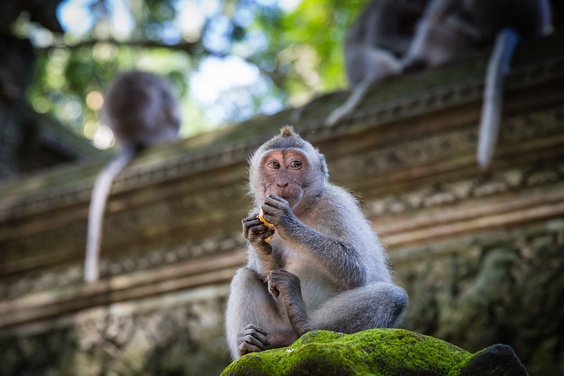 Sacred Monkey Forest Sanctuary