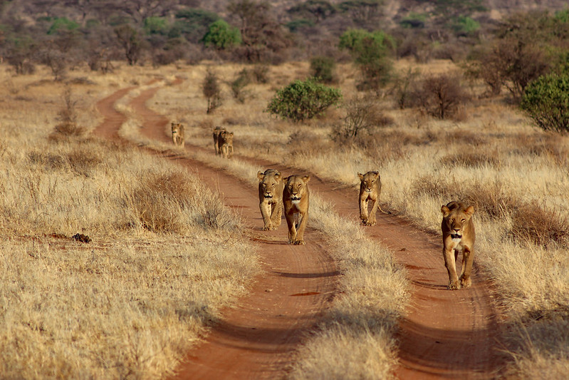 Samburu National Reserve