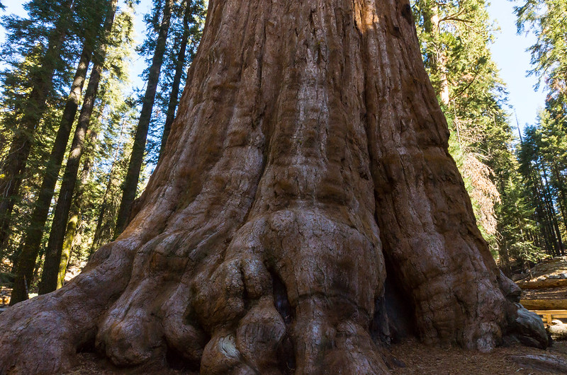 Sequoia National Forest