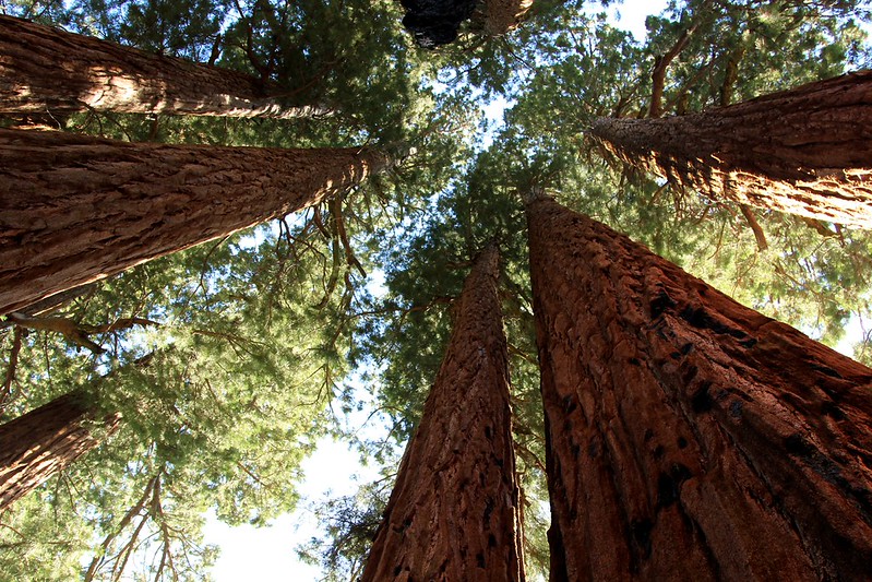 Sequoia National Park, California