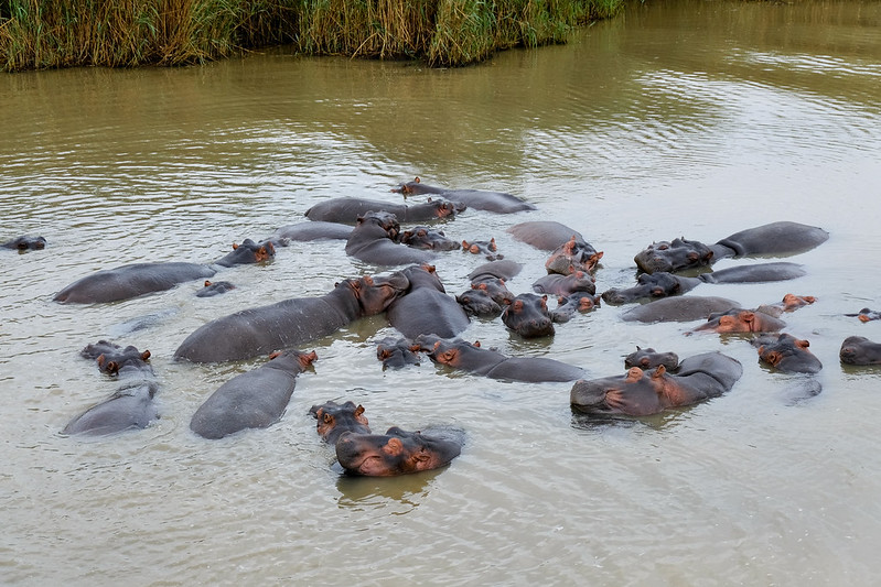 St. Lucia Estuary, South Africa