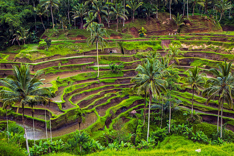 Tegalalang Rice Terraces