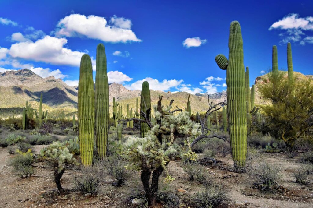 Tucson, Arizona A Budget-Friendly Desert Escape