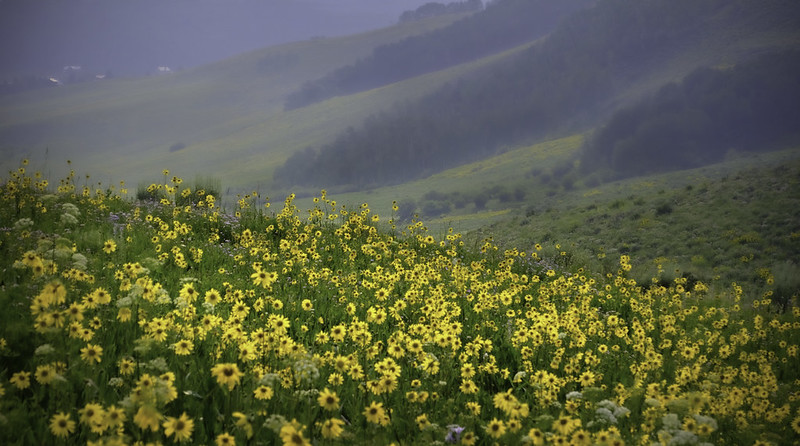 Valley of Wildflowers