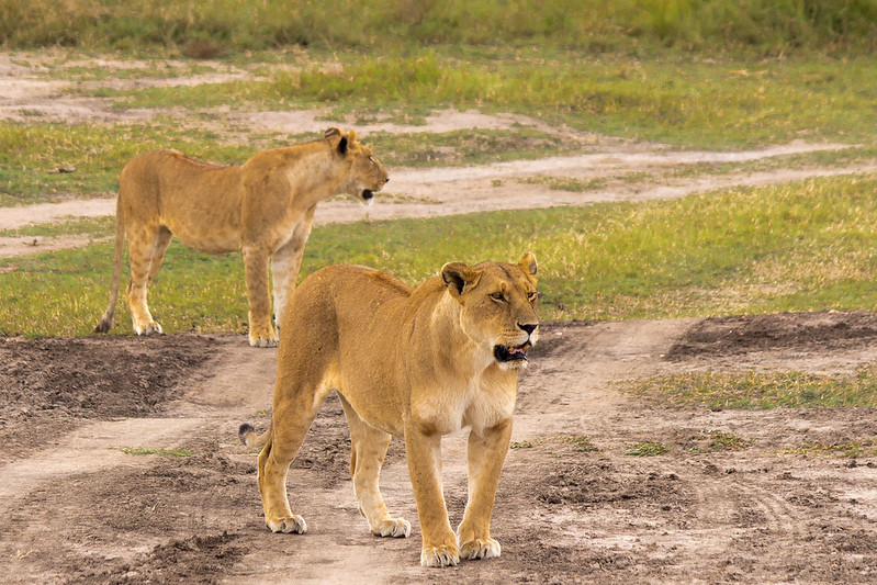 Masai Mara