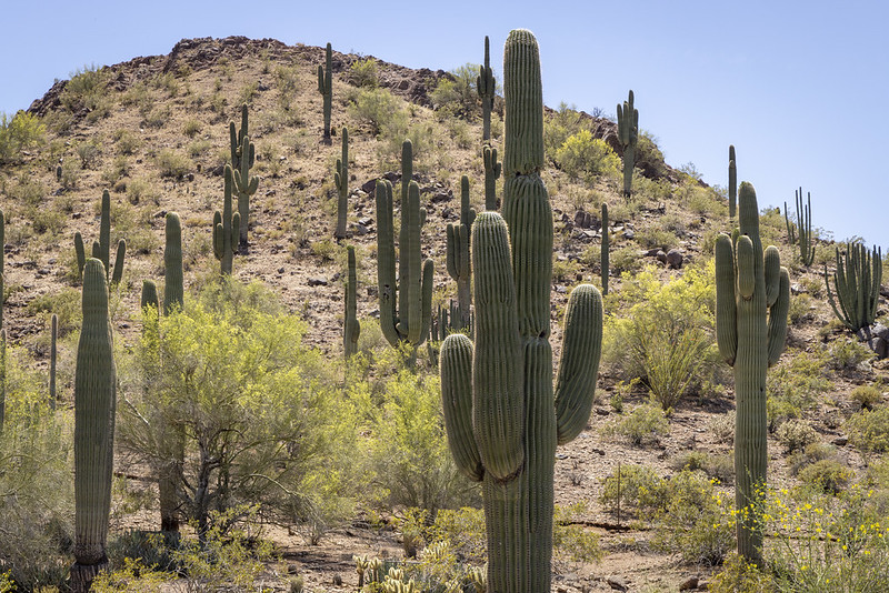 saguaro