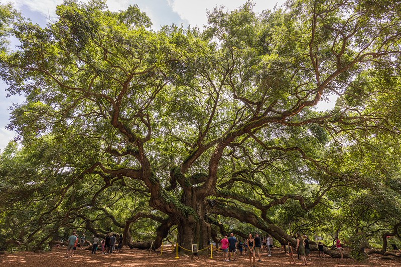 A Visit to Angel Oak Tree