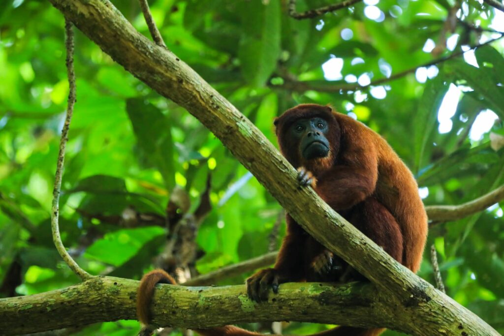 Amazon Rainforest: Brazil’s Wild Frontier