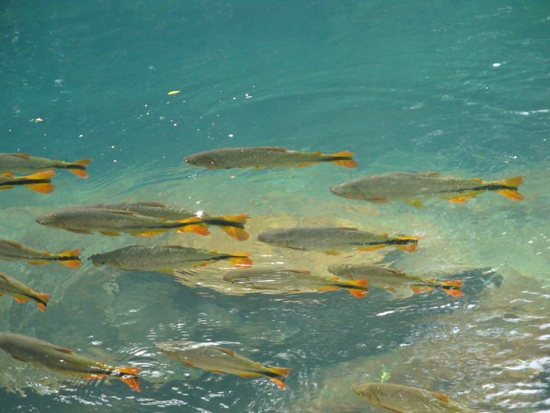Bonito Brazil’s Clear-Water Adventure Hub