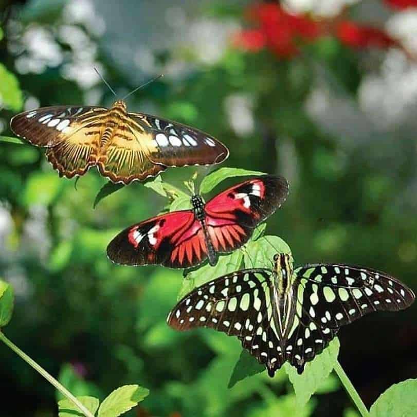 Butterfly World