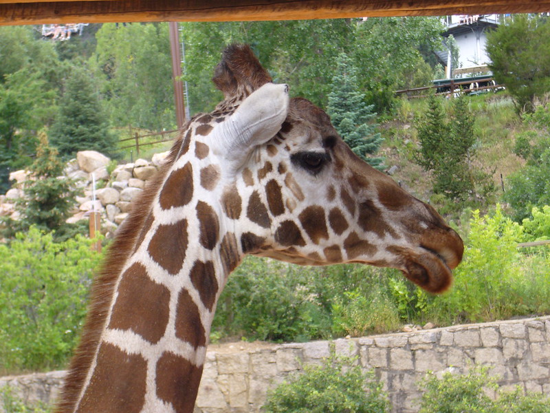 Cheyenne Mountain Zoo, Zirrafe