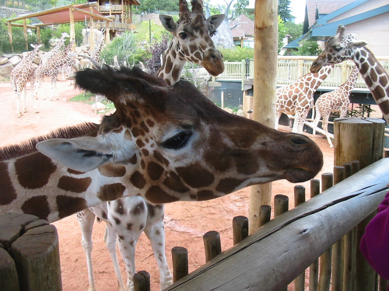 Cheyenne Mountain Zoo