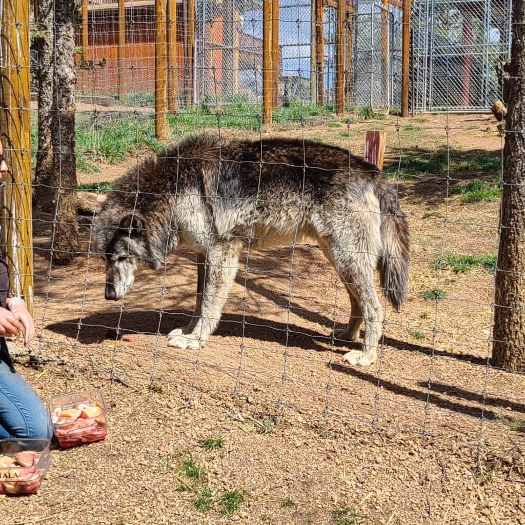 Colorado Wolf & Wildlife Conservation Center