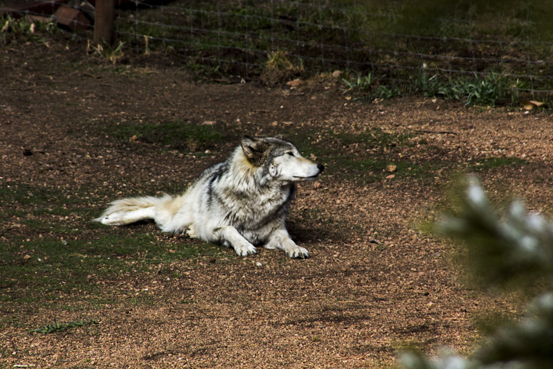 Colorado Wolf and Wildlife Center