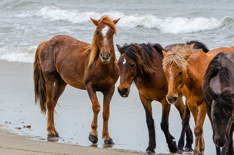 Carova Beach, North Carolina