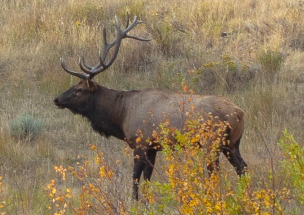Elk Fest at Estes Park
