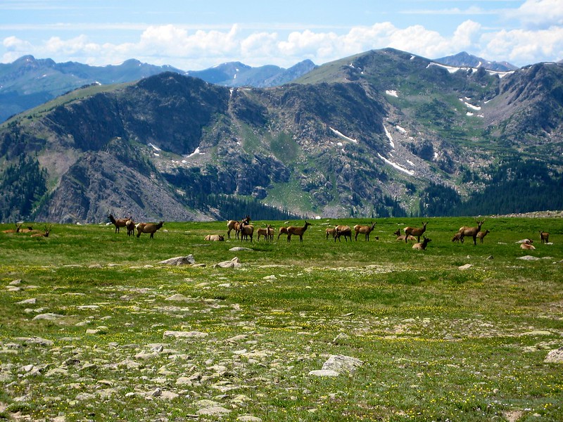 Elk on Flattop Mountain