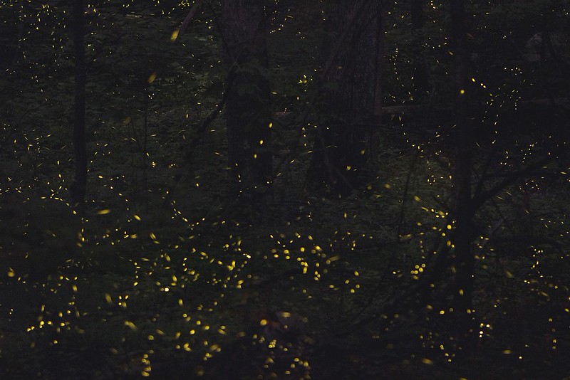 Elkmont Synchronous Fireflie