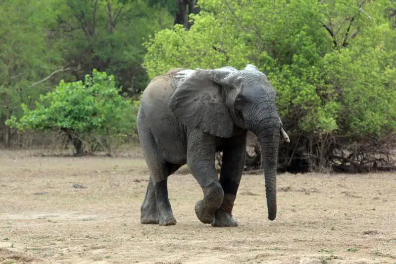 Exploring the Northern Region: Mole National Park