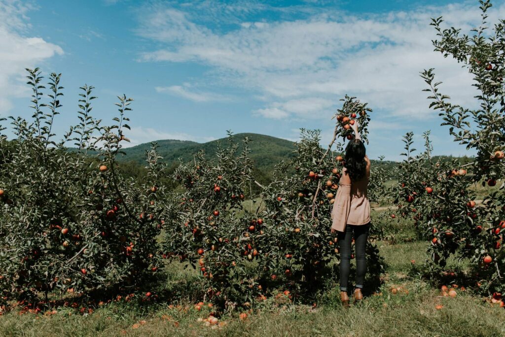 Hendersonville Apples, Wine, and Weekend Energy