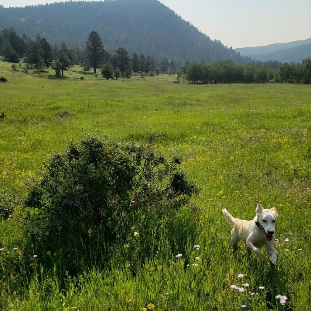 Homestead Meadows & Moose Meadows Loop