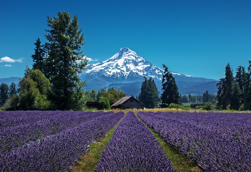 Hood River Columbia River Views and Mountain Air