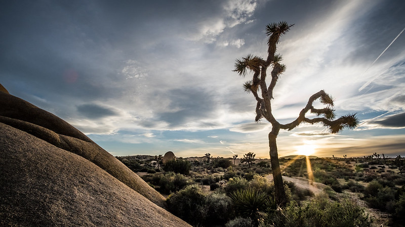 Joshua Tree National Park
