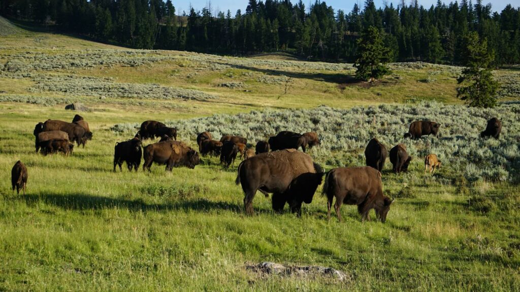 Lamar Valley