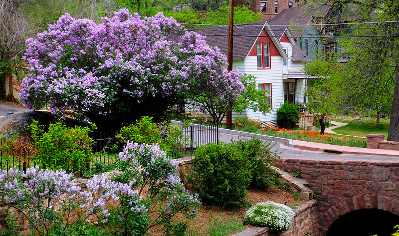 Lilac Blooming in Manitou Springs