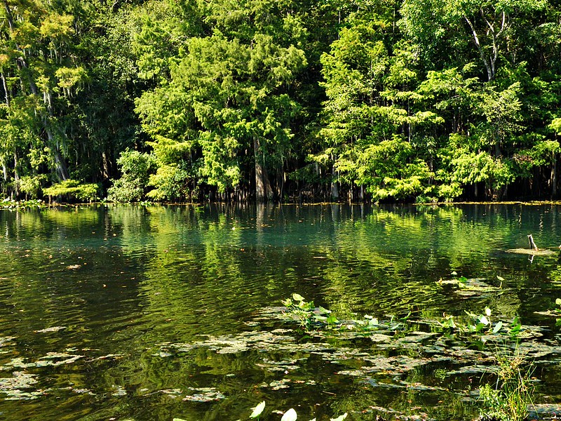 Manatee Springs State Park Suwannee River