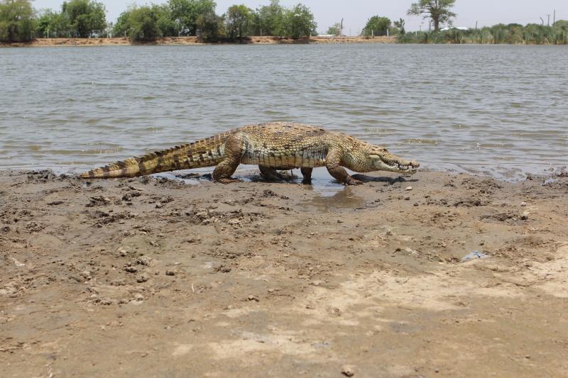 Paga Crocodile Pond Cultural Sanctuary Experience