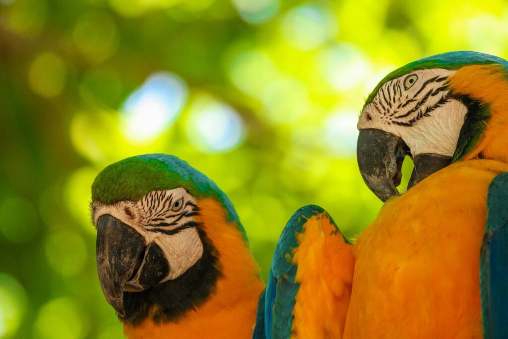 Pantanal: Brazil’s Wildlife Hotspot
