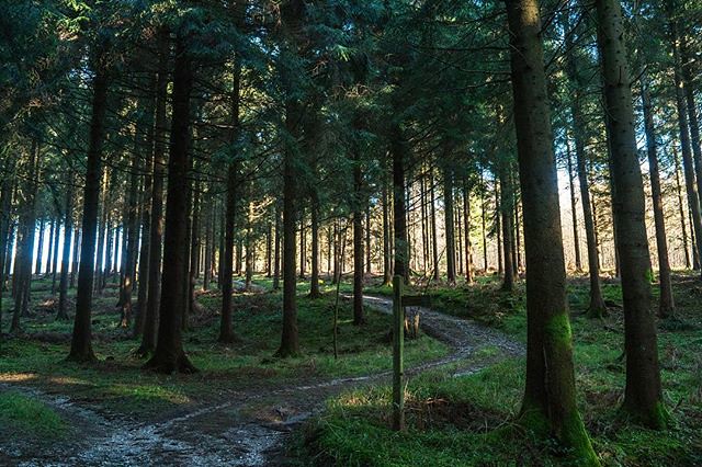 Peregrine Pines 1
