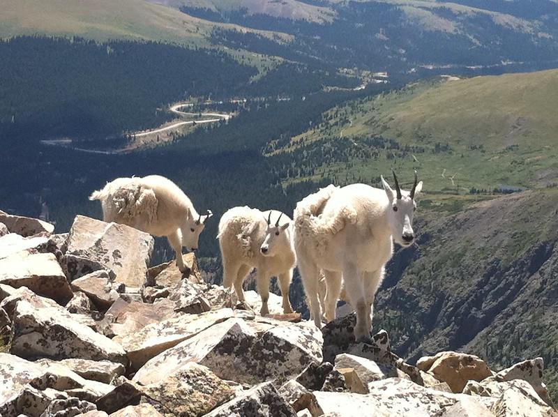 Quandary Peak