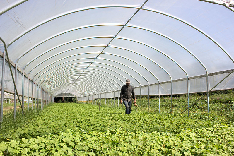 Sauvie Island Organics