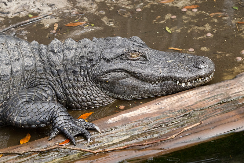 St. Augustine Alligator Farm