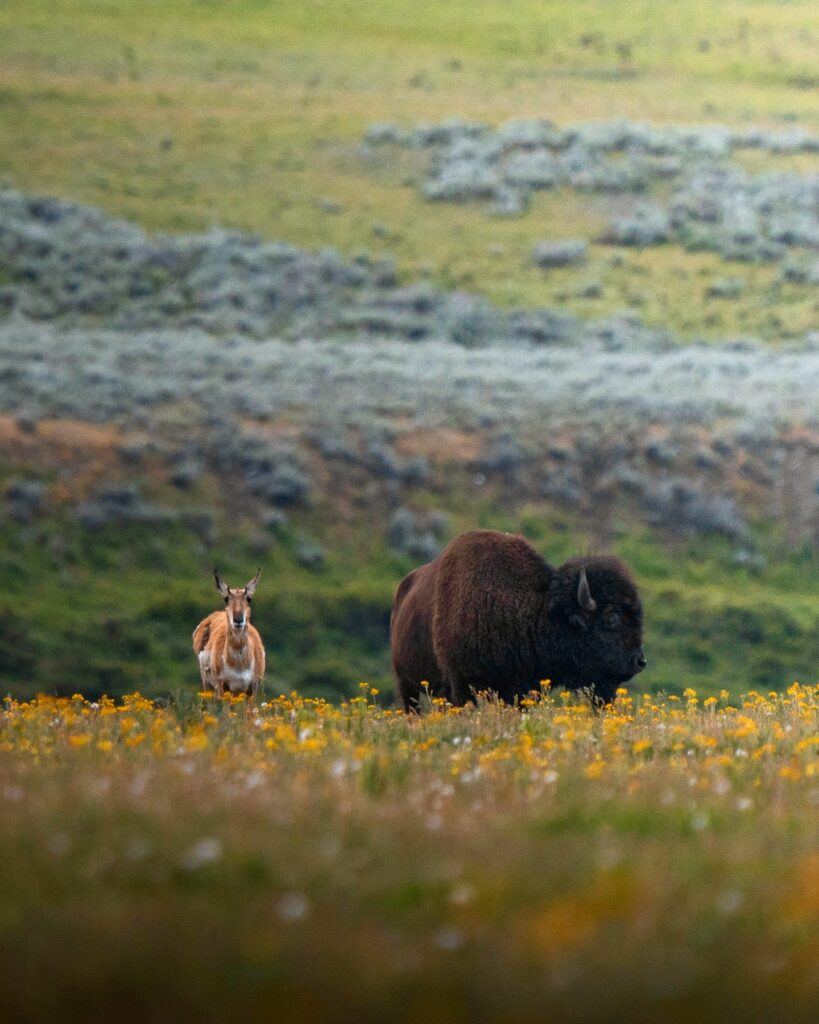 Summer in Yellowstone National Park