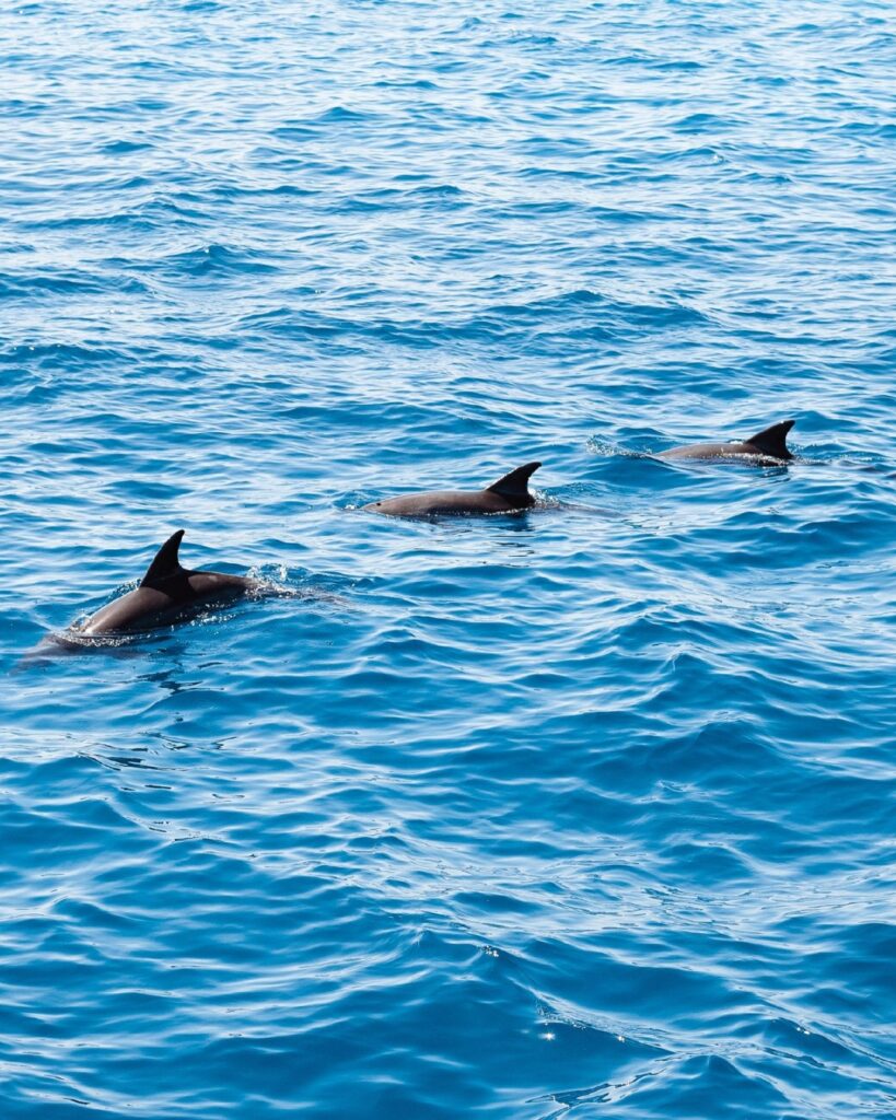 Tampa Bay, Tampa