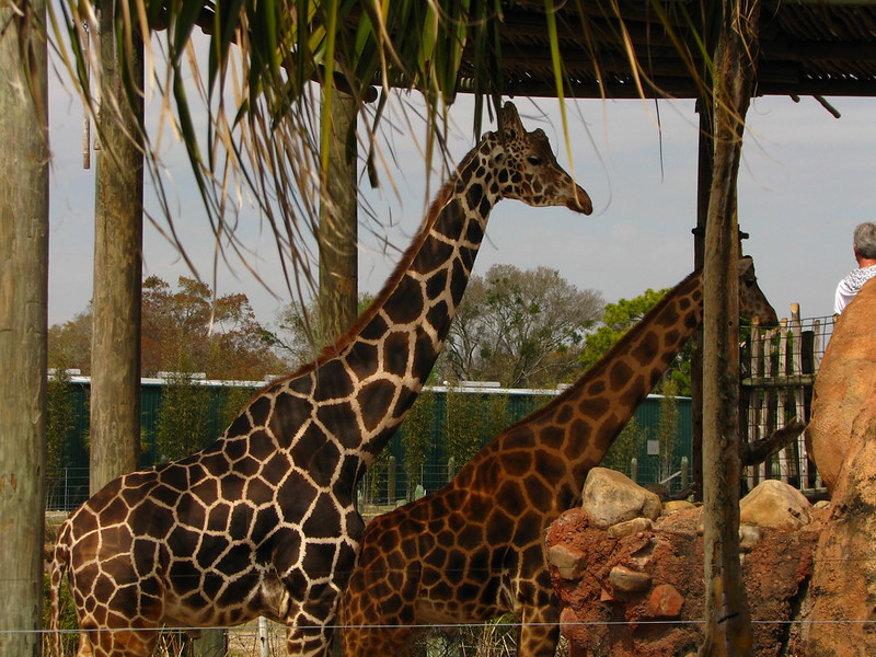 Tampa Zoo, Tampa