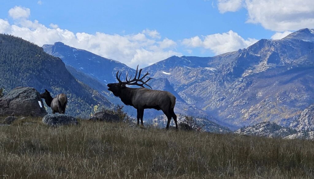 Wildlife Tour, Estes Park