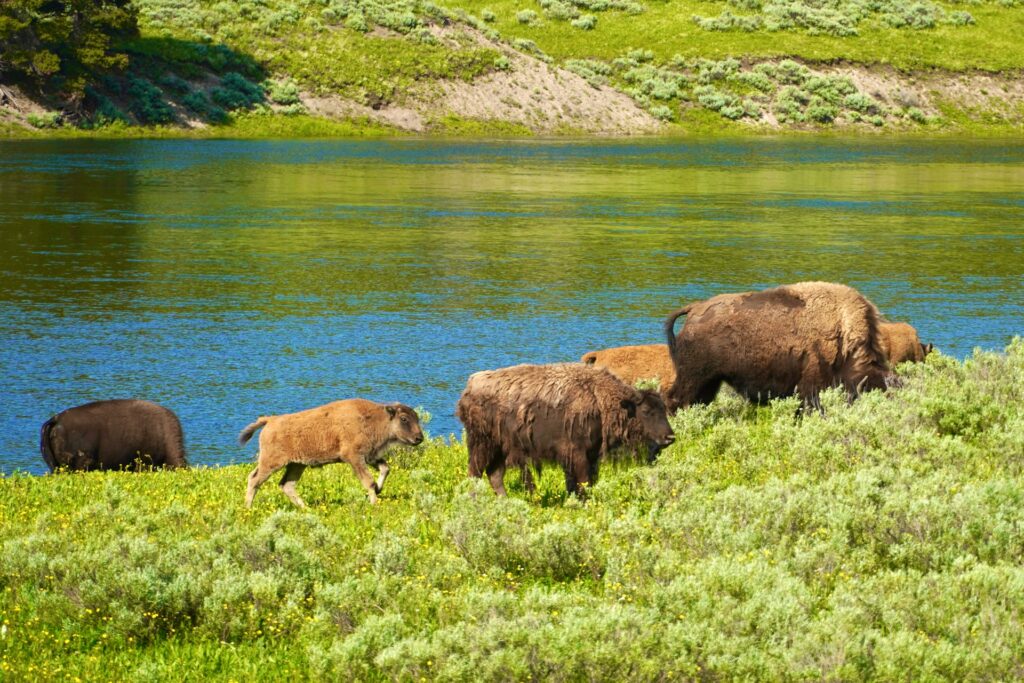 where to stay in Yellow Stone National Park